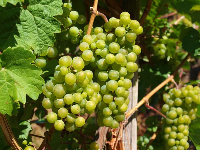 Clusters of fresh green grapes hanging on vine among green leaves in vineyard. Exhibiting agriculture, farming, and wine production themes, useful for illustrating vineyard operations, gardening enthusiasts, and nature-focused contexts.