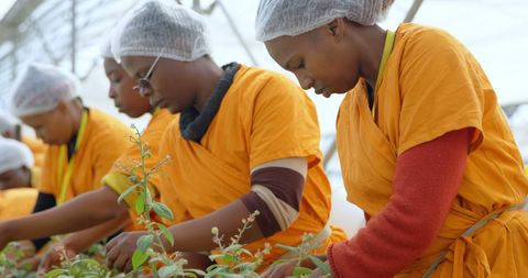 Women harvesting blueberries in greenhouse farm