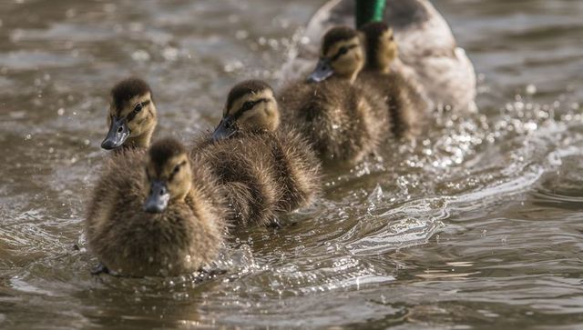 Paddling line of four fluffy mallard ducklings following parent across rippling pond