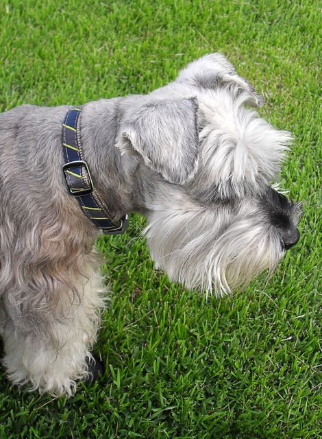 This image features a grey Schnauzer dog with a collar, standing on a green grassy area outdoors. It can be used in pet care advertisements, nature articles, and animal behavior studies. Ideal for blogs, promotional materials, and websites focused on pets or nature themes.