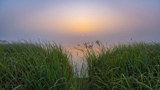Framing coastal grasses forming v-gap leading to sunrise reflection over misty inlet