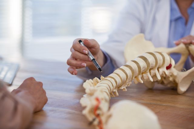 Doctor using anatomical spine model to explain spinal structure and health issues to patient. Useful for medical websites, educational materials, healthcare blogs, and orthopedic clinic promotions.