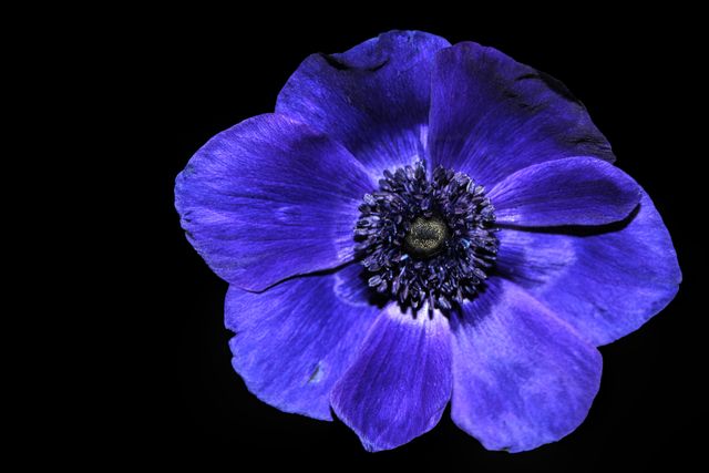 Distinctive macro view of purple anemone against black background highlights its vivid colors and intricate details. Perfect for use in botanical prints, nature-themed designs, or floral bouquets. Ideal for promoting gardening, natural beauty, or as background in graphic design projects.