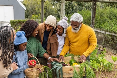 Multigenerational african american family harvesting vegetables in backyard garden