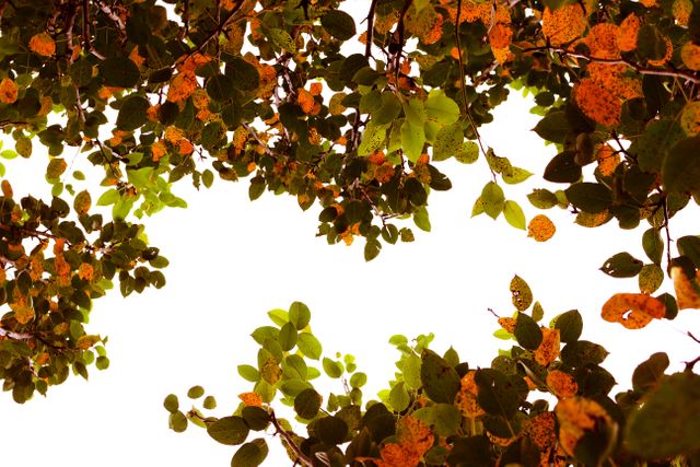 Vibrant autumn leaves with mix of green and orange against a clear sky. Perfect for seasonal promotions, nature themes, and backgrounds celebrating fall. Ideal for blog posts, social media banners, and nature-related content.