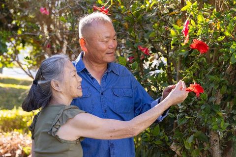 Senior asian couple gardening together admiring red hibiscus in sunlit backyard garden