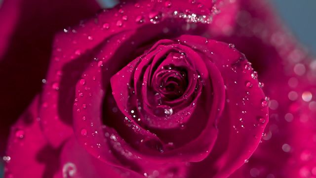 This close-up, slow-motion shot of a pink rose with water droplets showcases the intricate details and fresh beauty of the flower. Ideal for use in romantic advertisements, floral decor, gardening websites, Valentine's Day greetings, and nature-themed blogs.