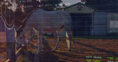 Tranquil Horse Grazing During Golden Hour at Farm Paddock