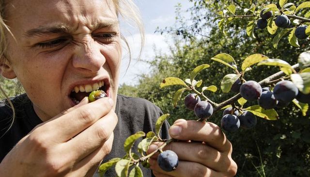 Teen biting wild plum while picking from hedgerow, closeup outdoors in sunlight