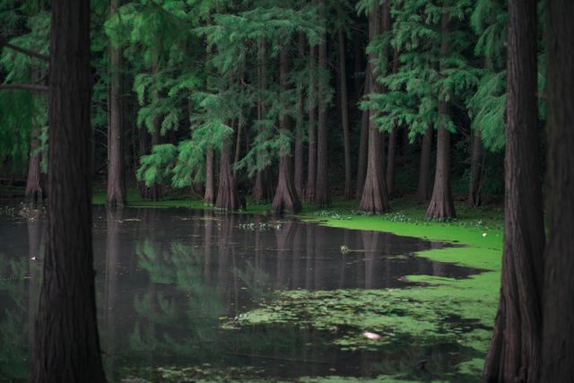 Serene Forest with Reflective Pond and Lush Foliage - Download Free Stock Photos Pikwizard.com
