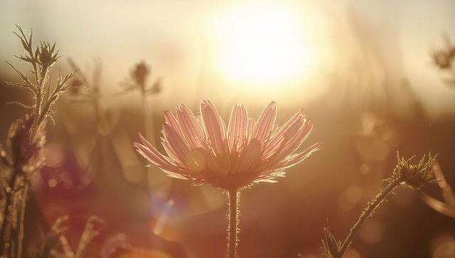 Enchanting Wildflower Illuminated at Sunset in Meadow Setting