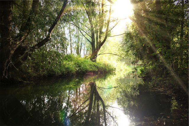 Sunlight filtering through the dense trees into a tranquil forest stream, creating a serene and peaceful atmosphere. Ideal for nature backgrounds, promoting relaxation and peacefulness, used in environmental campaigns, or print for wall art.