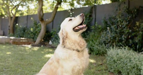 Golden Retriever Relaxing in Sunny Backyard with Greenery