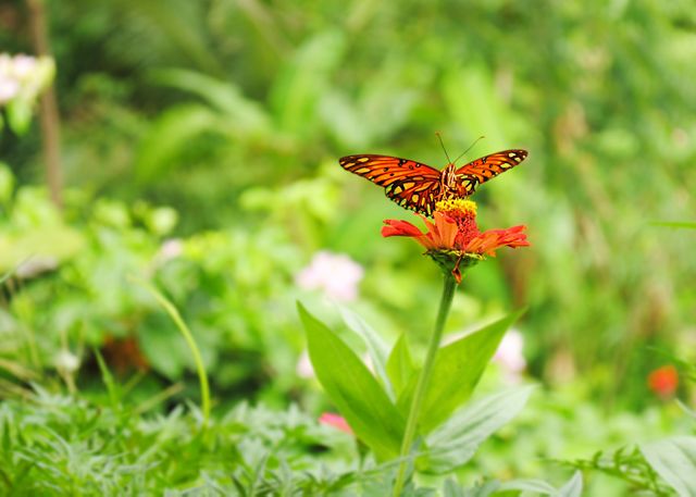 Butterfly pollinating red flower surrounded by lush green foliage. Ideal for nature-themed projects, educational materials on pollination, gardening blogs, and wildlife conservation promotion.