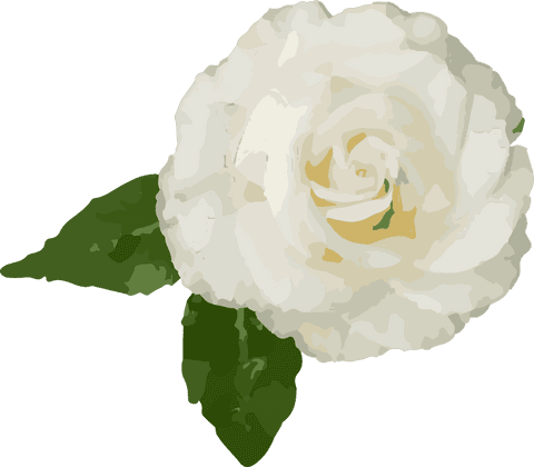 realistic white rose with green leaves on transparent background - Download Free Stock Videos Pikwizard.com