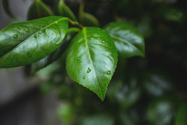 Close-up green leaves with water droplets, background