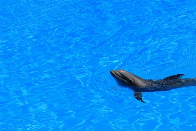 Dolphin Swimming in Clear Blue Pool Water - Download Free Stock Photos Pikwizard.com