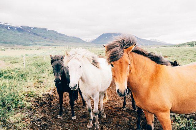 Herd of Icelandic Horses in Scenic Mountain Landscape - Download Free Stock Photos Pikwizard.com