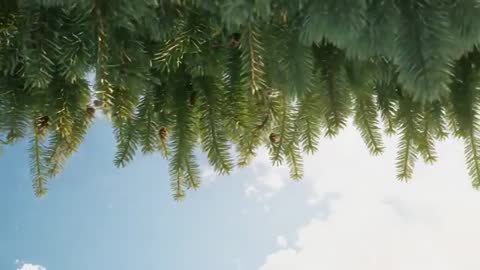 Swaying Conifer Canopy from Low Angle with Sunbeams, Pollen Drift and Pine Cones