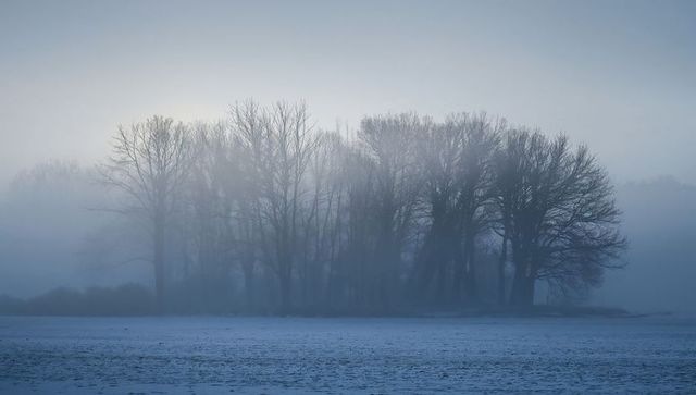 Misty winter grove of leafless trees at twilight over frosted meadow