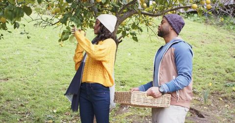 Diverse couple harvesting citrus fruit on hillside orchard carrying wicker basket in fall