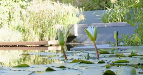 Sunlit white water lily emerging above lily pads in tranquil garden pond reflecting