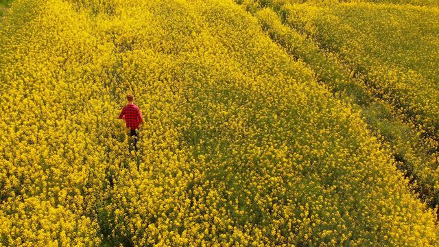 A man is walking through a bright yellow canola field during sunset, offering a peaceful and reflective atmosphere. This image is ideal for promoting agricultural products, nature-themed publications, or campaigns highlighting mindfulness and solitude in nature dimensions.