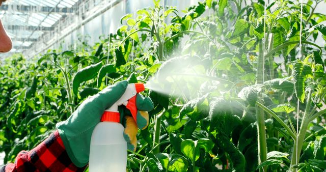 A person is spraying plants in a greenhouse, ensuring the health and growth of the vegetation. Their meticulous care highlights the importance of plant maintenance for successful cultivation.