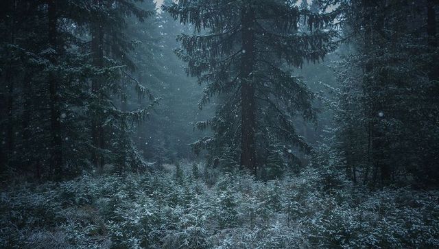 Snow falling through misty conifer forest with towering fir at dawn