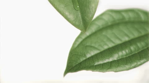 Dew Drop on Green Leaves in White Background