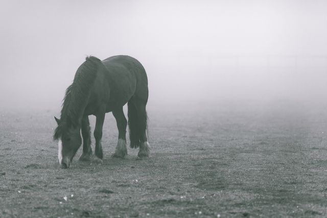 Horse grazing in foggy field on a misty morning. Ideal for nature themes, countryside living promotions, rural lifestyle marketing, serene nature scenes, animal loving communities, and peaceful environment-related content.