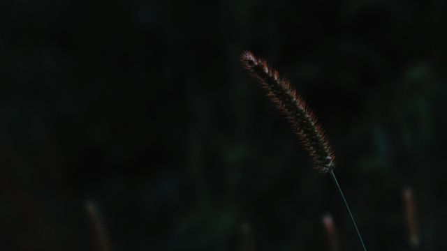 A solitary grass stalk stands out against a dark, blurred background, highlighting the beauty of simplicity and tranquility. This could be used for nature-themed designs, creating mood boards, minimalist decor, or as a serene image for meditation and relaxation projects.