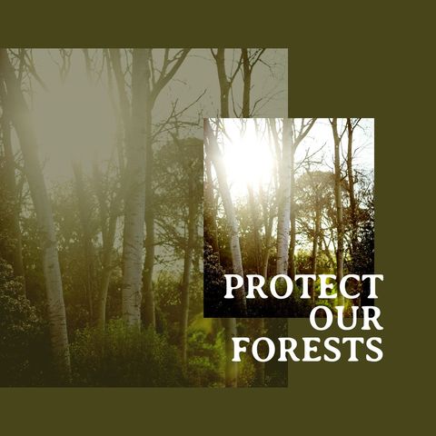 Sunlight Filtering Through Forest Promoting Conservation - Download Free Stock Templates Pikwizard.com