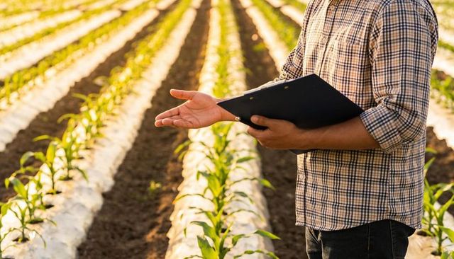 Farmer checking mulched seedling rows with clipboard in sunlit field