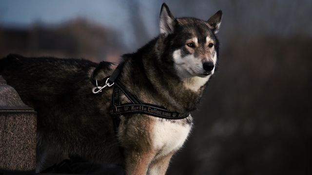 Husky wearing harness outdoors staring into distance, possibly at dusk. Ideal for use in pet care articles, outdoor activity promotions, or animal training guides. Emphasizes animal's strength and independence in a natural setting.