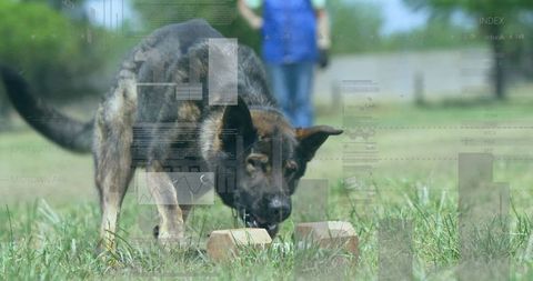 German shepherd sniffing bricks in k9 training