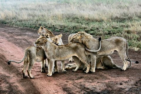 Young lion pride gathering and grooming on dusty savanna road in wildlife reserve