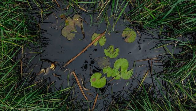 Floating lily pads resting in dark marsh water framed by green grass showing reflections
