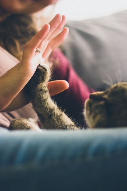 Woman in a cozy home interacts with her cat, giving it a high five while sitting on a sofa. Ideal for the portrayal of human-animal bond, friendship, playful moments, and relaxation in a domestic environment.
