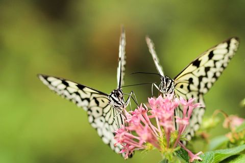 Beautiful Butterflies Delicately Perching on Pink Flowers