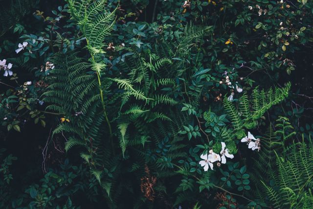 Dense foliage with ferns and white flowers can be used for backgrounds, environmental posters, or botanical designs. Suitable for promoting garden products or nature retreats.