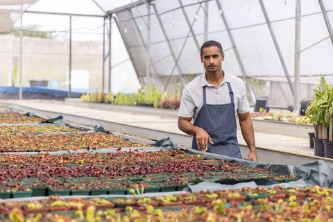 Asian gardener inspecting seed trays in commercial greenhouse nursery