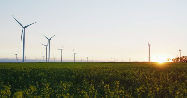 Wind turbines standing in a green field during sunset. This represents renewable energy, sustainability, and environmental conservation. Ideal for articles, presentations, and reports on clean energy, environmental protection, and technological advancements. Perfect for use in eco-friendly, green technology, and climate change discussion topics.