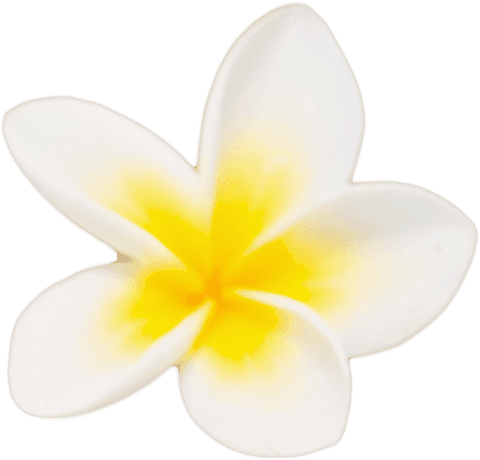 isolated yellow and white plumeria flower transparent illustration - Download Free Stock Videos Pikwizard.com