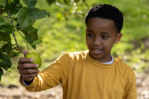 African american preteen boy picking lime from backyard tree in sunny garden