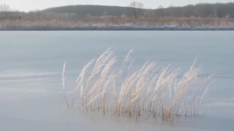 Winter marsh reeds swaying on frozen lake in soft morning light