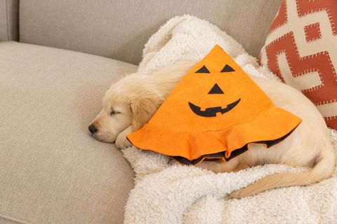 Golden retriever puppy sleeping in jack-o'-lantern cape on cozy sofa for halloween
