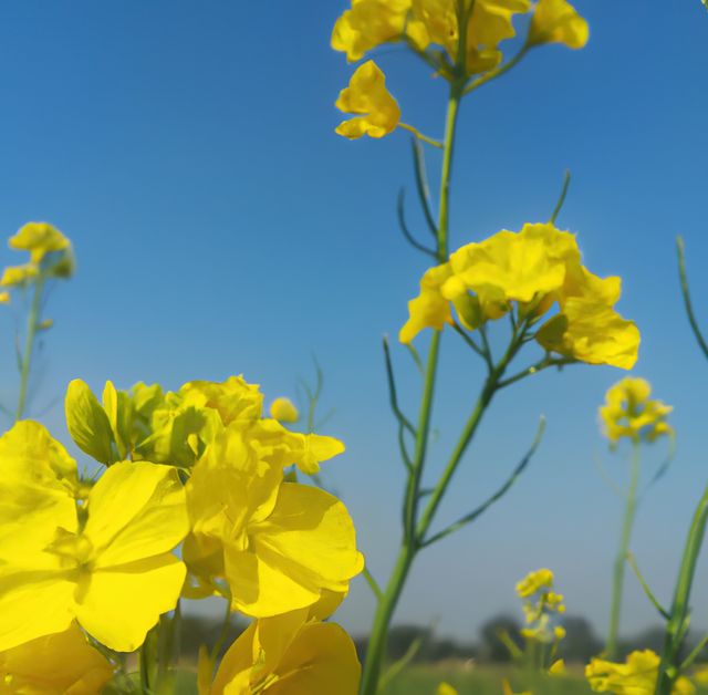 Close-up view of vibrant yellow flowers in full bloom against a bright clear blue sky. Ideal for use in gardening magazines, springtime advertisements, nature posters, and floral-themed blog posts.