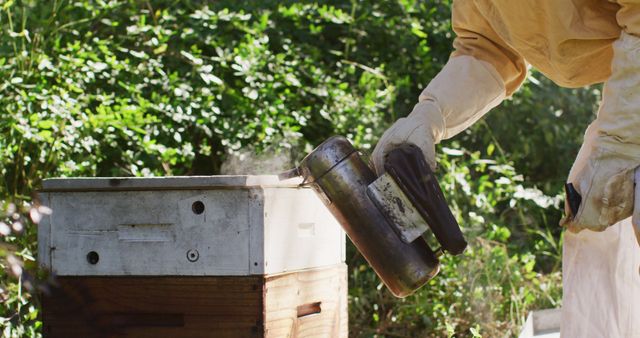 Beekeeper using a smoker near a beehive in a lush green environment. Ideal for depicting sustainable farming practices, bee cultivation, and DIY honey production. Suitable for articles on beekeeping, environmental conservation, and eco-friendly agriculture.