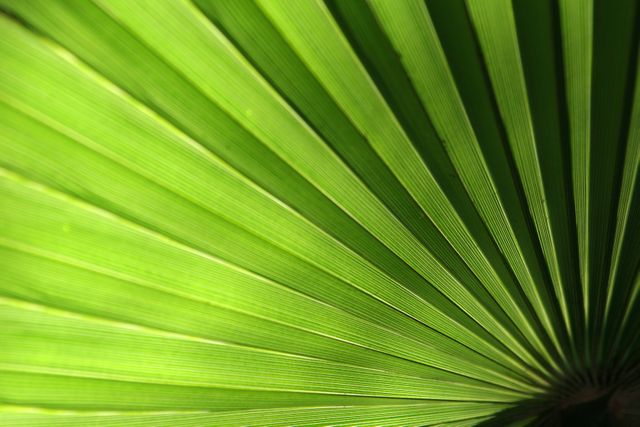 Close-up showing intricate details and patterns of green palm leaf fronds radiating from center. Suitable for backgrounds, nature-themed designs, tropical concept visuals, eco-friendly projects, and botanical wallpaper.